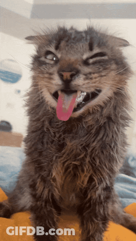 Funny Cat With Tongue Out GIF