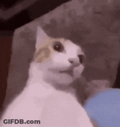 Funny Cats Meme GIF