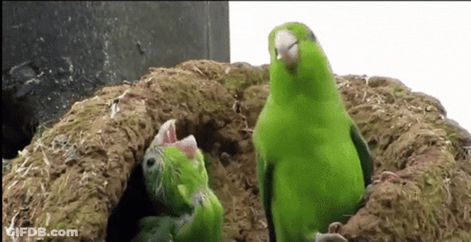 Funny Celebration Dancing Parrots GIF