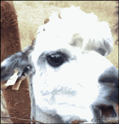 Funny Chewing Alpaca GIF