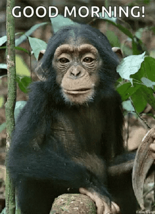 Funny Chewing Good Morning Monkey GIF