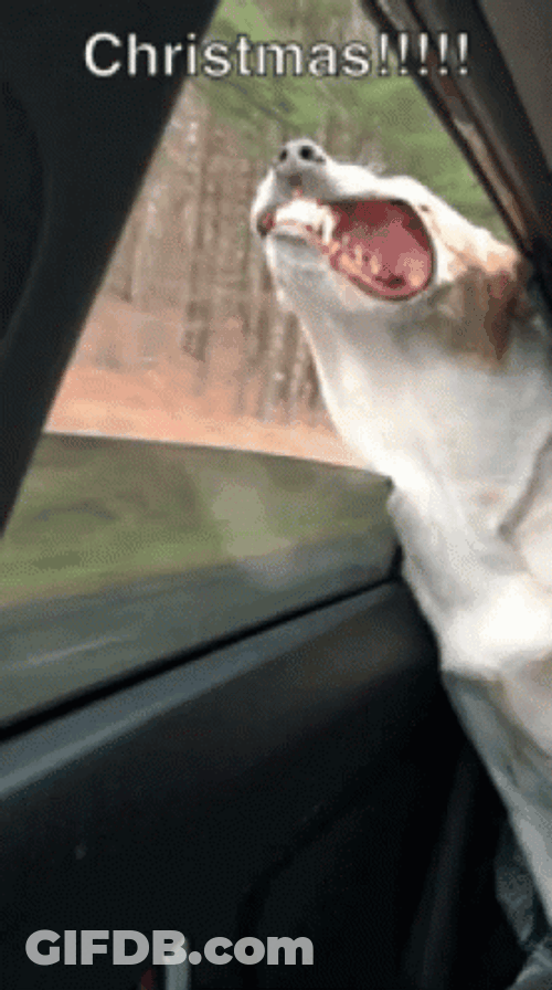 Funny Christmas Dog Car Ride GIF