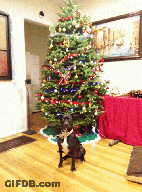 Funny Christmas Dog Christmas Tree GIF