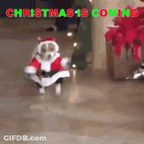 Funny Christmas Santa Dog Running GIF