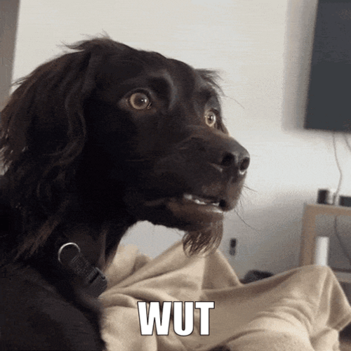 Funny Confused Dog Reaction GIF