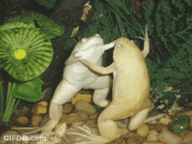 Funny Couple Frog Dancing GIF