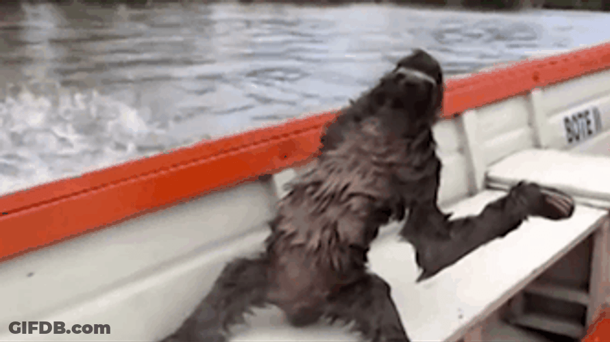 Funny Cruise Fast Sloth GIF