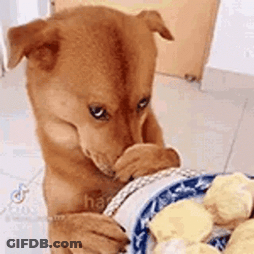 Funny Cute Awkward Dog GIF