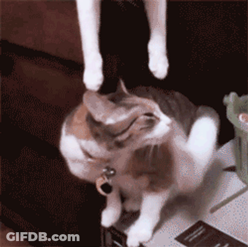 Funny Cute Cat True Love GIF
