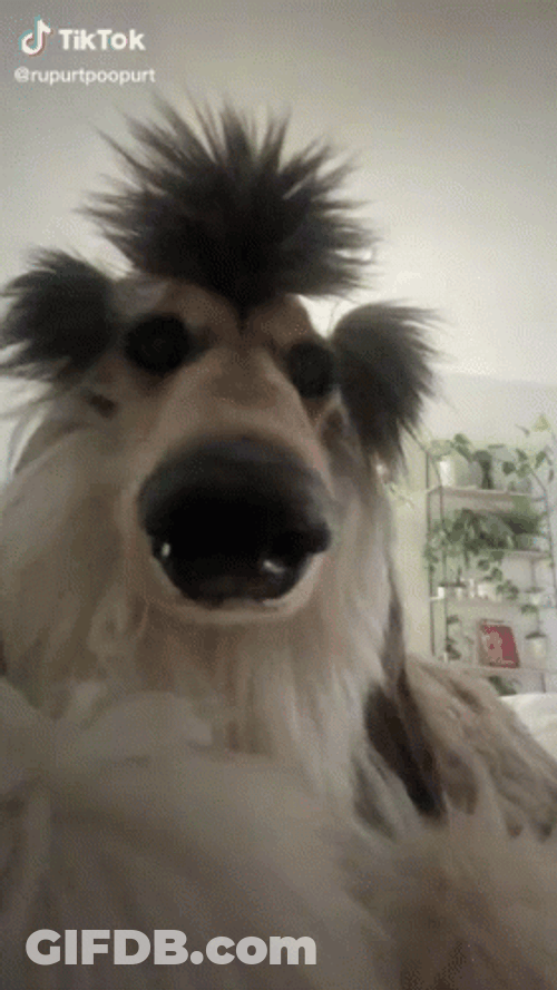 Funny Cute Dog Tiktok GIF