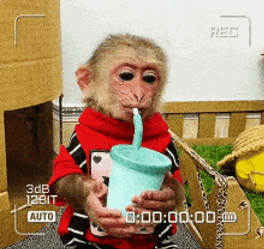 Funny Cute Monkey Sipping Drink GIF