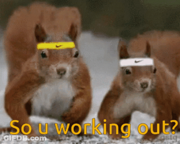 Funny Cute Squirrels Working Out GIF