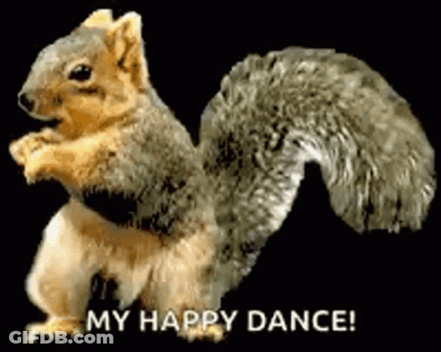Funny Dance Cute Dancing Squirrel GIF