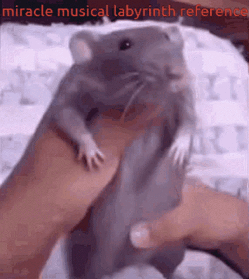 Funny Dance Rat Meme GIF