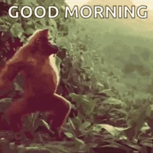 Funny Dancing Ape Good Morning GIF