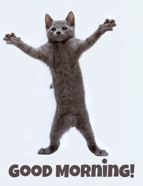 Funny Dancing Cat Good Morning GIF