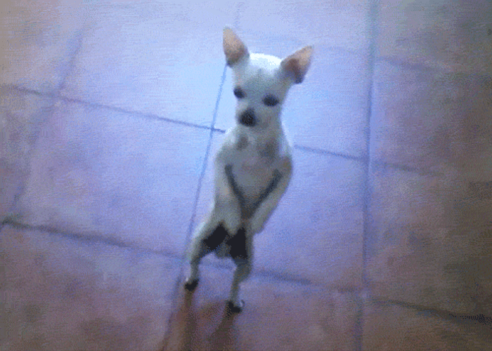 Funny Dancing Chihuahua GIF