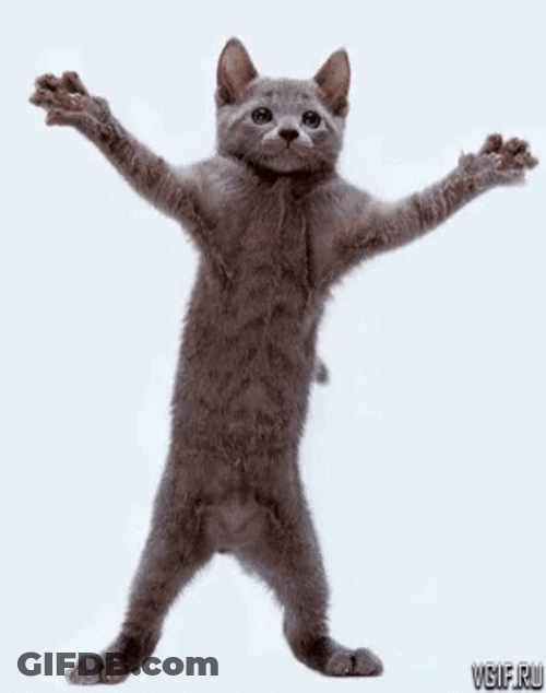 Funny Dancing Party Cat GIF