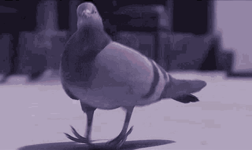 Funny Dancing Pigeon Bird GIF