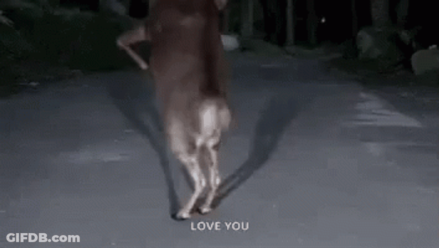 Funny Dancing Reindeer Love You GIF