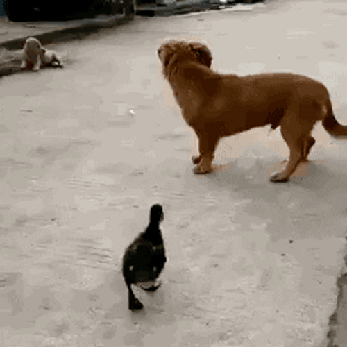 Funny Dog Attacked By Duck Meme GIF