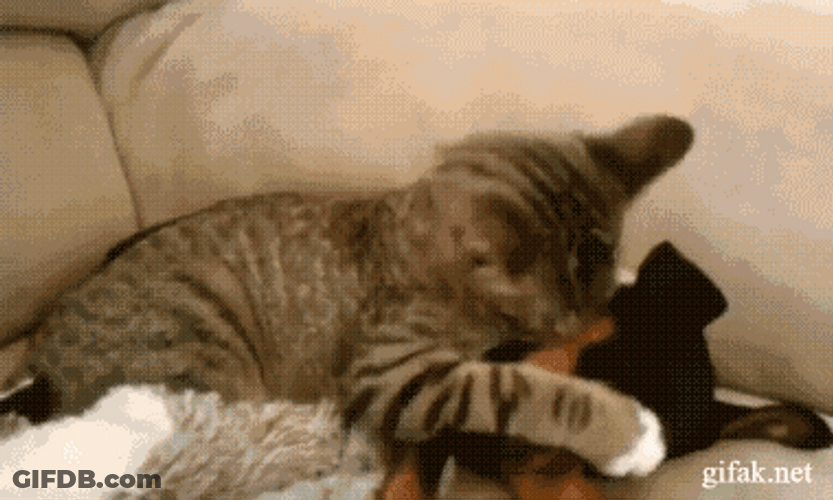 Funny Dog Cat Cuddle GIF