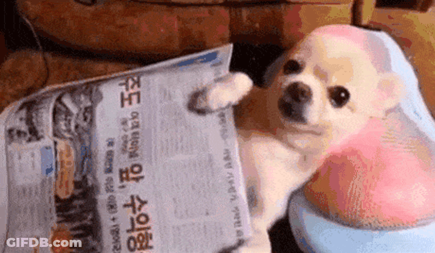 Funny Dog Chilling Massage GIF