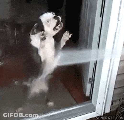 Funny Dog Crazy Eyes GIF