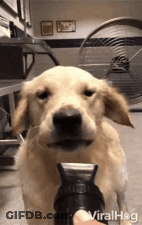 Funny Dog Crazy Vacuum GIF