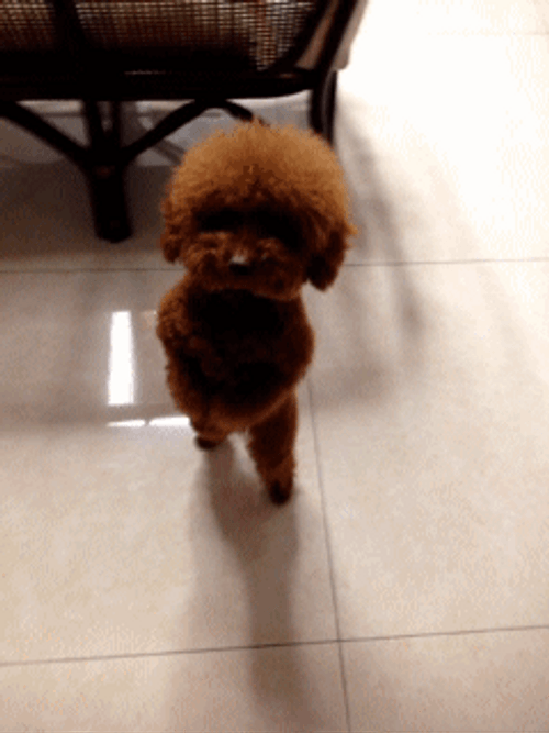 Funny Dog Cute Dance GIF