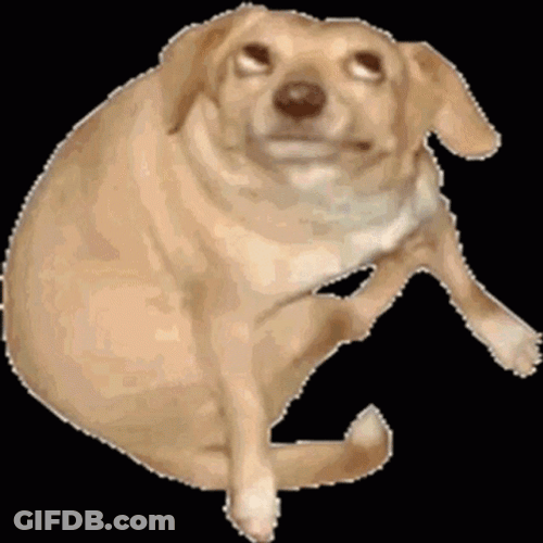 Funny Dog Dancing GIF