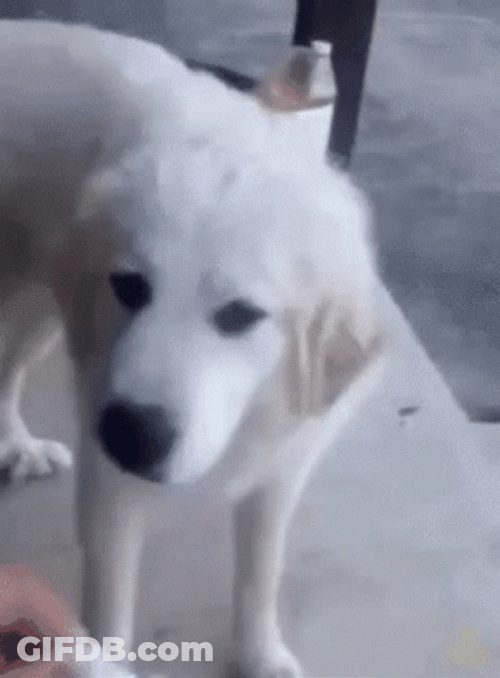 Funny Dog Disgusting Food GIF