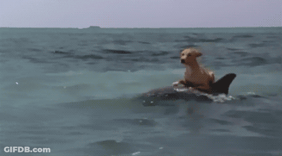 Funny Dog Dolphin Sea GIF