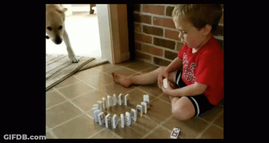 Funny Dog Dominos Falling GIF