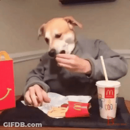 Funny Dog Eating McDonalds GIF