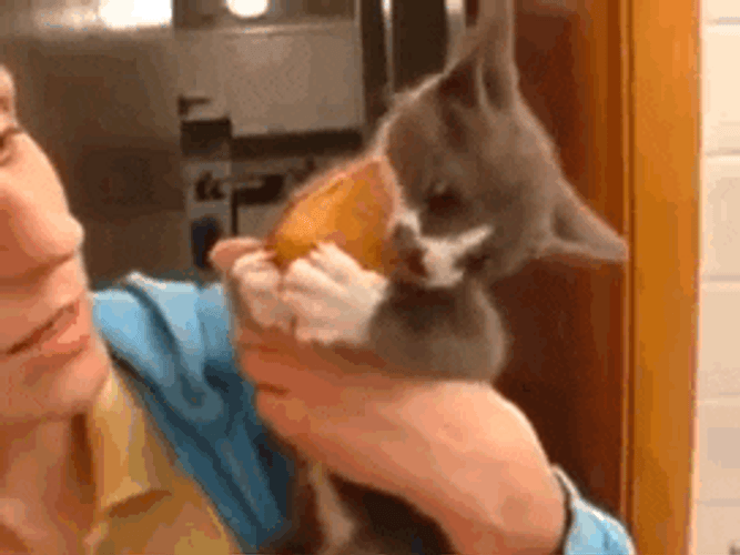 Funny Dog Eating Snacks GIF