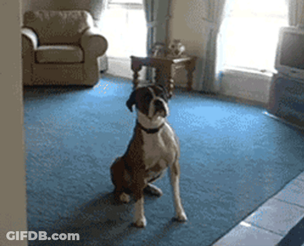 Funny Dog Excited High Jump GIF