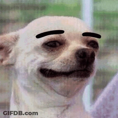 Funny Dog Eyebrows Raise GIF
