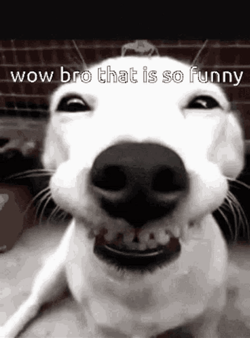 Funny Dog Face Close-Up GIF