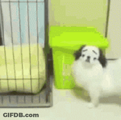 Funny Dog Fake Eyebrows GIF