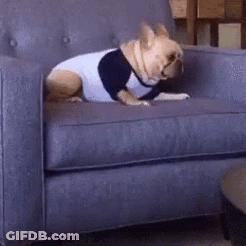 Funny Dog Fall Fail GIF