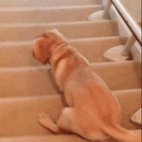 Funny Dog Going Down The Stairs GIF