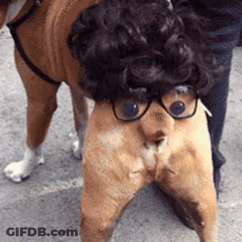 Funny Dog Halloween Butt GIF
