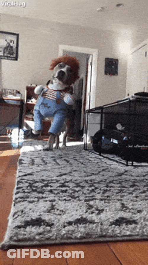 Funny Dog Halloween Chucky Doll GIF