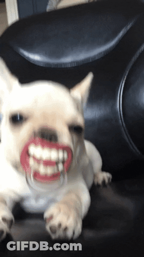 Funny Dog Halloween Dentures GIF