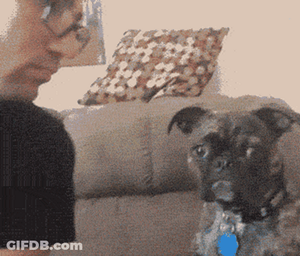 Funny Dog Hates Kiss GIF