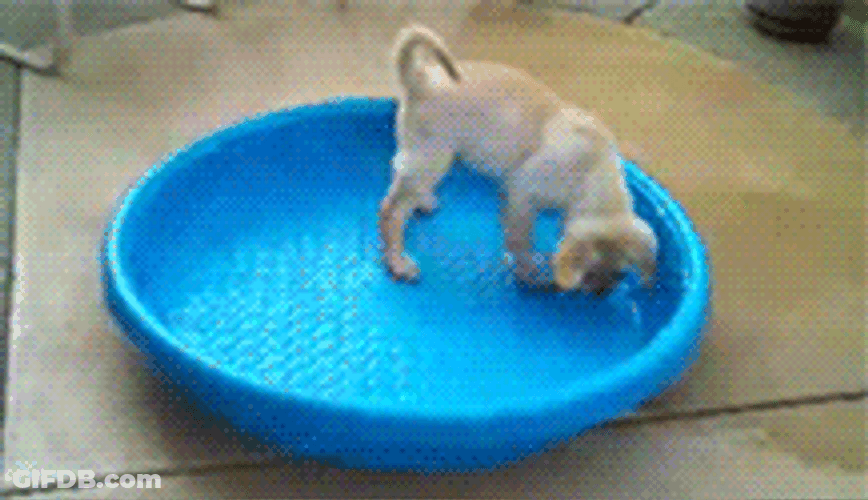 Funny Dog In A Pool Wednesday Morning GIF