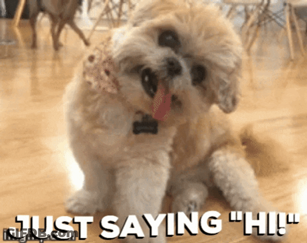 Funny Dog Just Saying Hi GIF