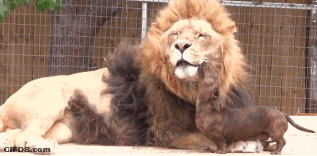 Funny Dog Licking Lion GIF