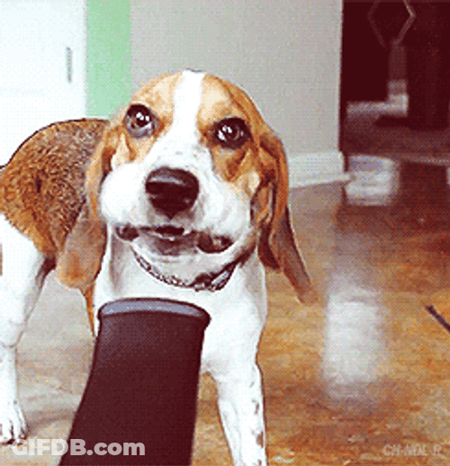 Funny Dog Mad Face Vacuum GIF